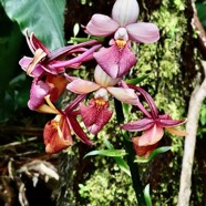 Calanthe sylvatica orchidaceae.Indigène Réunion  Recherche de titres….jpeg